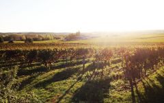Chateau Haut Peyruguet Vineyard Winery Image