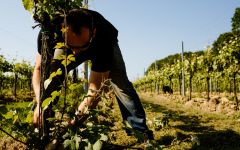 Gusbourne Working in the Gusbourne Vineyard Winery Image