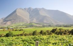 Pisco Capel Winery Image