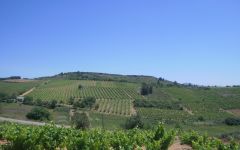 Alvarez de Toledo Winery Image