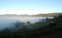 Big Basin Morning Fog Estate Vineyard Winery Image