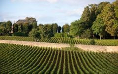 Domaine Tollot-Beaut Winery Image