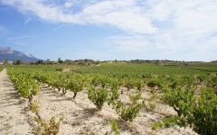 Bodegas Izadi The Vineyards in Summer Winery Image