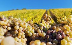 Heinz Eifel Harvest at Heinz Eifel Winery Image