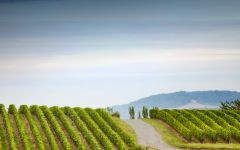 Alain Brumont Winery Image