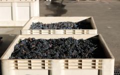 Honig Vineyard & Winery Honig Cabernet Sauvignon 2021 Harvest Winery Image