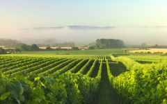 Nyetimber  Winery Image