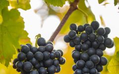 Peay Vineyards Syrah Clusters Winery Image