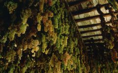 Badia a Coltibuono Grapes Drying Winery Image