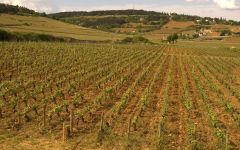 Domaine de Bellene Beaune Pertuisots Vineyard Winery Image