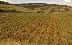 Domaine de Bellene  Beaune Pertuisots Vineyard Winery Image