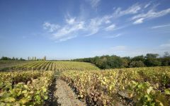 La Craie Vineyard 1 Winery Image