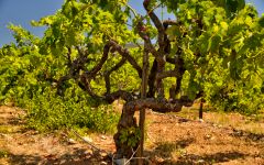 Mount Peak Rattlesnake Vineyard Block Winery Image