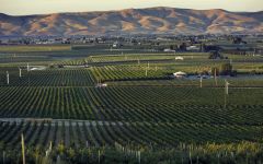 Pacific Rim Pacific Rim Vineyards Winery Image