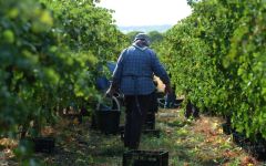 Mitolo Mitolo Hand Picked Grapes Winery Image