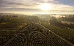 Cantine Dei Winery Image