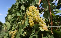 Saracco Moscato Grapes Winery Image