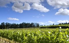 Ken Forrester Winery Image
