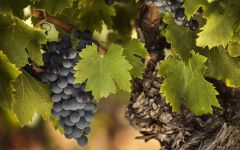 Domaines Paul Mas Paul Mas Reserve Grapes Winery Image