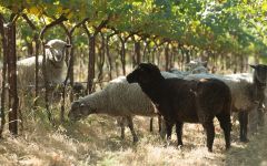 Pacific Rim Biodynamic farming and sheeps Winery Image