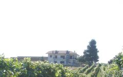 Aurelio Settimo  Winery Image