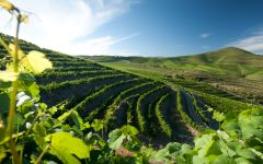 Casa Ferreirinha Winery Image