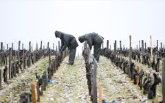 Chateau Latour Chateau Latour Team Winery Image