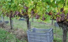Chateau Haut-Colombier Château Haut-Colombier Harvest Winery Image