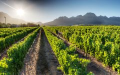 Rust en Vrede Rows in estate vineyards Winery Image