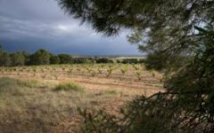 Bodegas Hornillos Ballesteros Winery Image