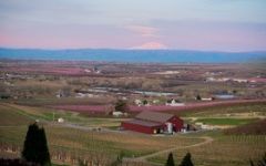 Owen Roe Winery Image