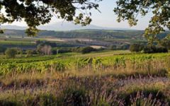 La Ferme du Mont Winery Image