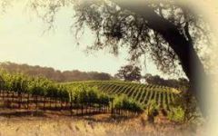 Davis Bynum Winery Image