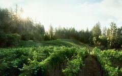 Lokoya Winery Image