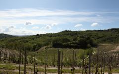 Domaine Belle Winery Image
