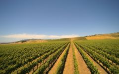Agnitio Winery Image
