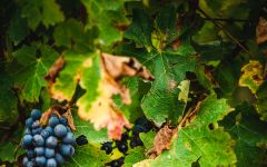 Indaba Winery Image