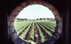 Pierre Dupond La Renjardiere Winery Image