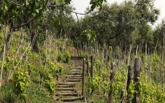 Basilisco Capanno Vine Training System Winery Image