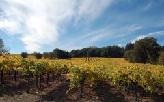 Iron Horse Iron Horse estate vineyards Winery Image