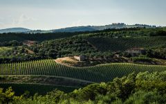 San Felice The Gorgeous Chianti Classico Landscape Winery Image