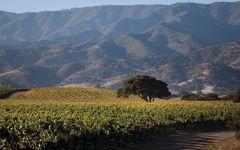 Red Stitch Wine Winery Image
