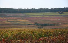 Nicolas Potel Aloxe Corton Vineyard Winery Image