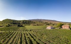 Giovanni Rosso The Renowned Etna Vineyard Winery Image