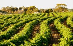 Jim Barry The Armagh Vineyard Winery Image