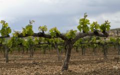 Sierra de la Demanda by Alberto Orte Winery Image