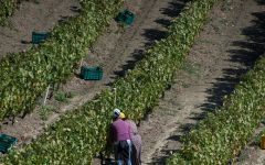 Vigneti del Vulture Winery Image