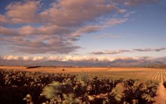 MAN Family Wines Un-irrigated Cabernet Sauvignon Vines Winery Image