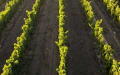 Carlson Chuck Carlson in the vineyards Winery Image