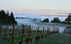 Eyrie Organic viticulture Winery Image